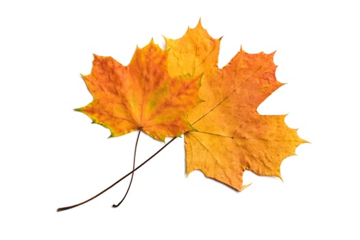 two dry autumn leaves isolated