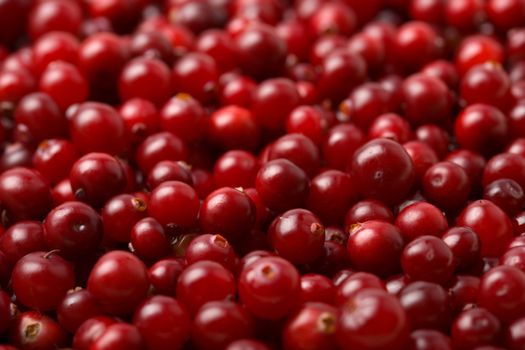 red cranberries background 