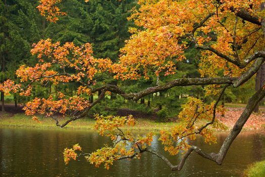 beautiful autumn tree 