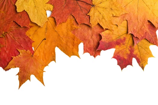  dry autumn leaves isolated
