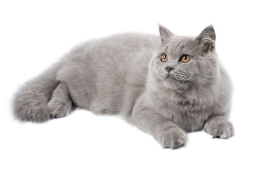 lying cute british cat isolated
