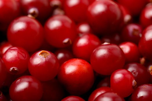 red cranberries background
