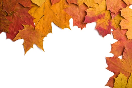 dry autumn leaves isolated 