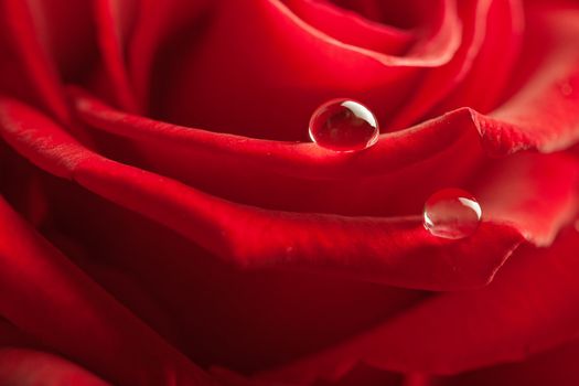red rose with water drops

