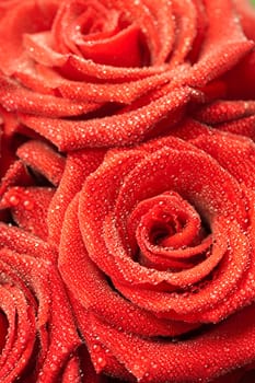 red roses with water drops
