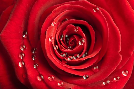red rose with water drops 