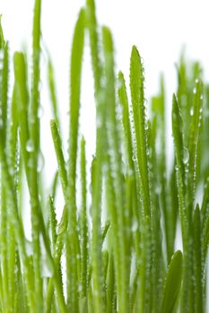 fresh wet grass background isolated
