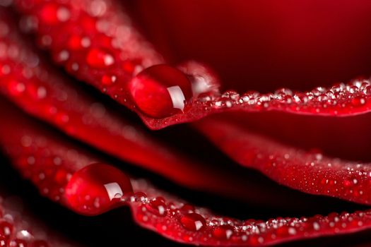 macro of red rose with water drops