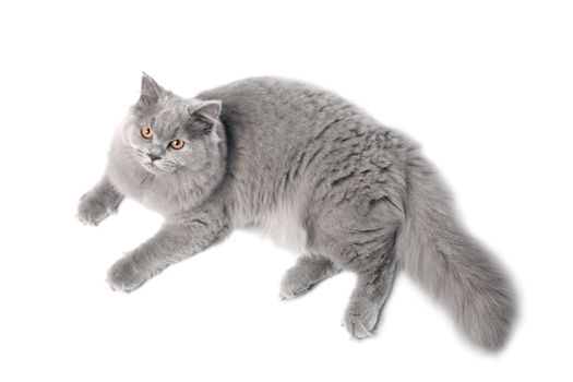 lying cute british cat isolated
