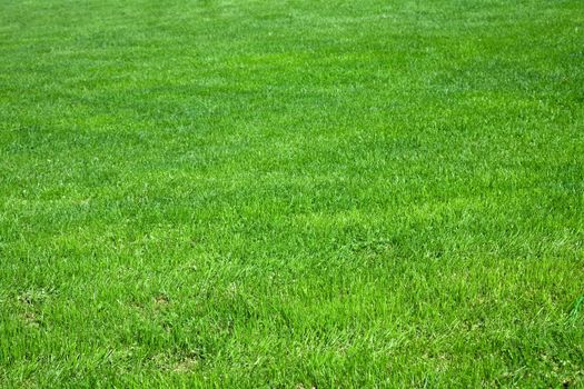 green grass background 