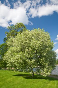 blooming bird cherry tree