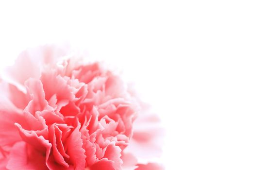 pink carnation flower isolated
