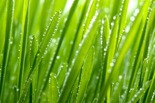 fresh grass