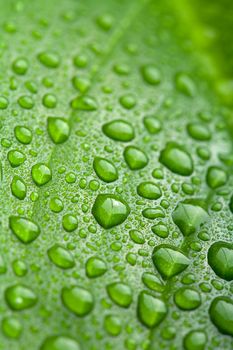 fresh green leaf with water droplets
