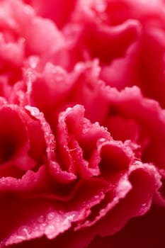 macro of pink carnation flower with water droplets (shallow focus)
