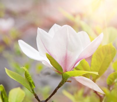 magnolia flower in spring