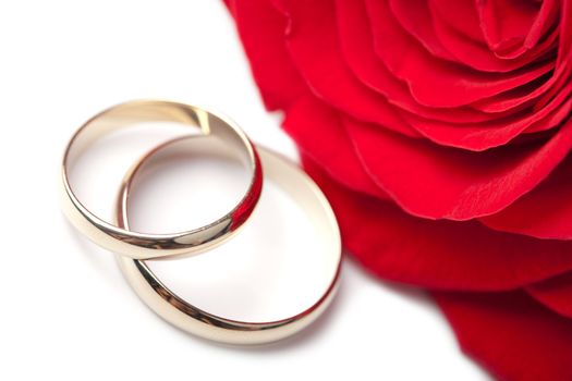 Gold wedding rings and red rose isolated
