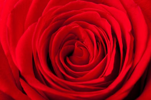  beautiful red rose background