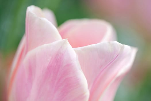 macro of pink tulip