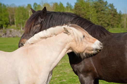 two horses