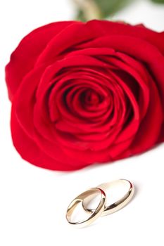 Gold wedding rings and red rose isolated
