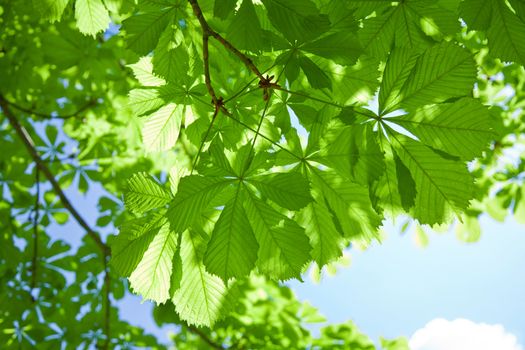 chestnut tree leaves 