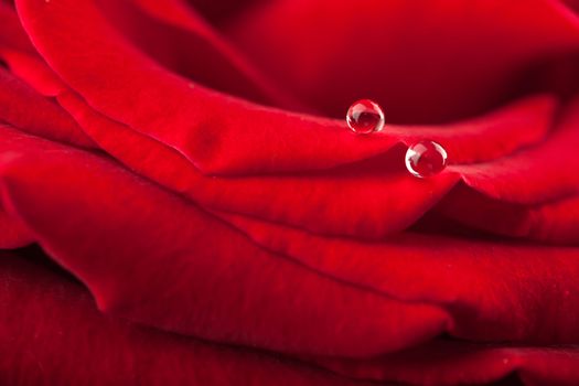beautiful red rose with water droplets