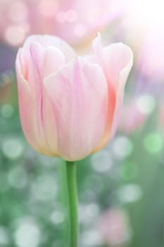 pink tulip