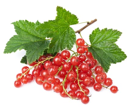 fresh red currant isolated