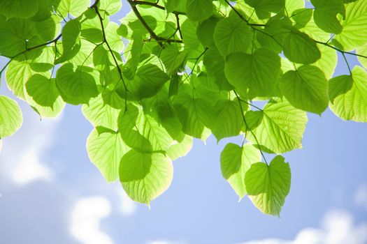 fresh leaves against the sky