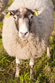 sheep