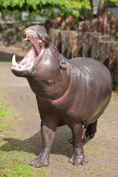 pygmy hippopotamus 