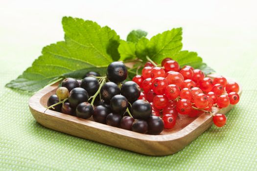 blackcurrant and redcurrant