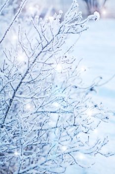 beautiful frozen winter plant
