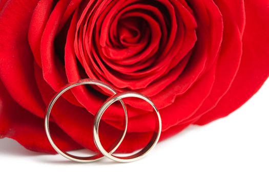 Gold wedding rings and red rose isolated
