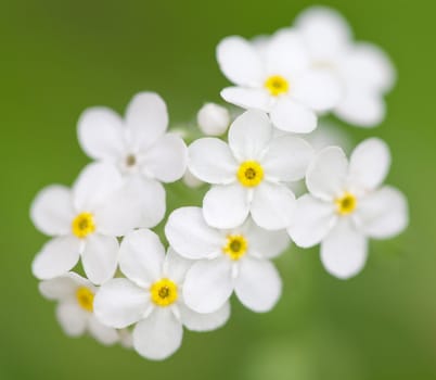 white flowers in the field
