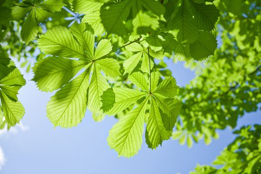 chestnut tree leaves 