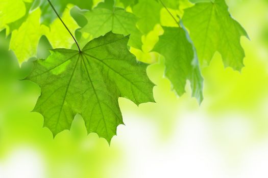 frame of maple leaves isolated