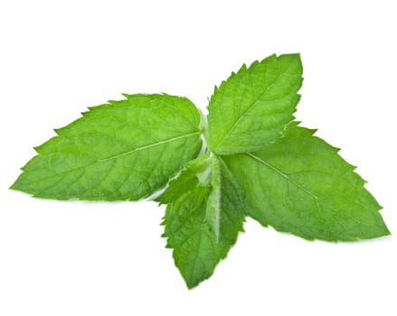 fresh mint leaf isolated