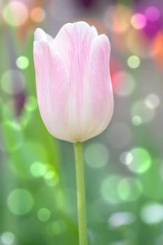 tulip in spring