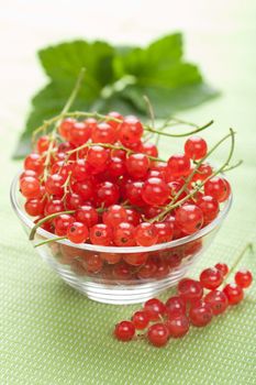 fresh redcurrant 
