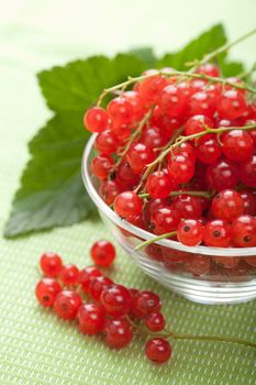 fresh redcurrant 