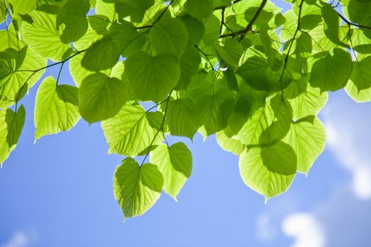 fresh leaves against the sky