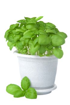 basil in pot isolated