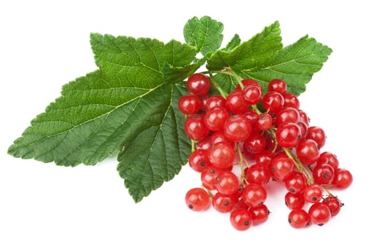 fresh red currant isolated 