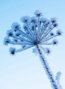 frozen winter plant