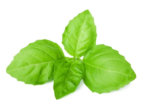 basil isolated