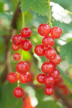 fresh redcurrant 