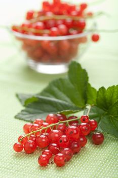 fresh redcurrant