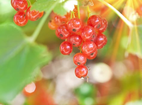 fresh red currant
